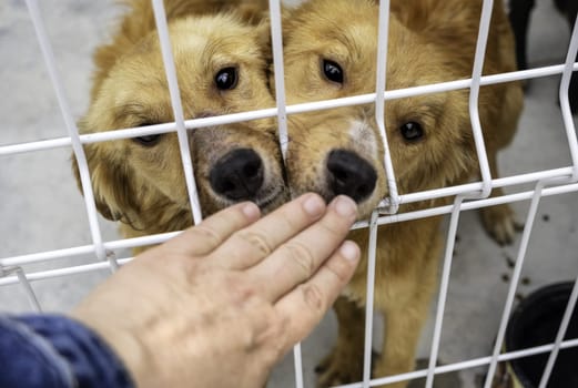 Detail of abandoned dog in a cage, kennel, adoption