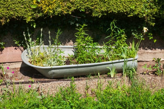 Old metal bathtub with plants standing in a garden, Germany