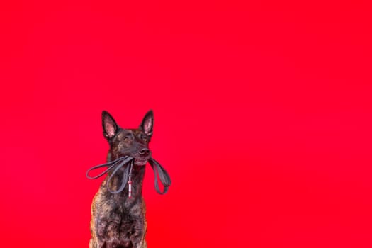 Dutch shepherd dog and leash in teeth, studio shot