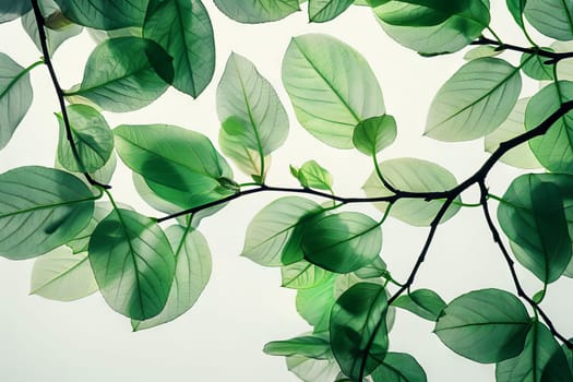 Intricate bonsai leaves against a transparent white canvas, adding texture to compositions