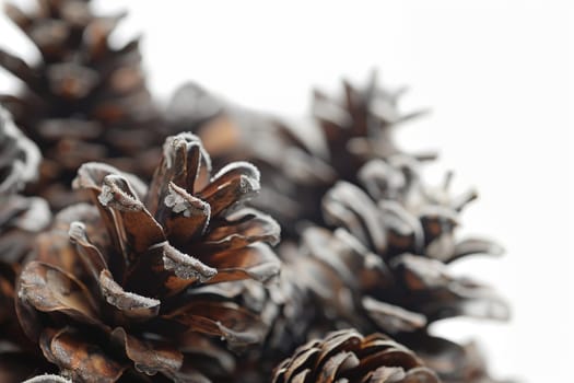 Rustic pine cones with woody textures on a transparent white background, evoking images of winter forests