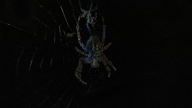 Creepy abstract spider on an old wooden board black background. Macrophotography.Texture or background.Selective focus.