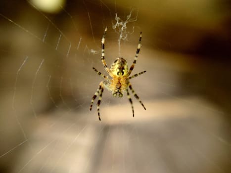 A striped garden spider with green round eyes hanging on a web.Macrophotography.Texture or background.