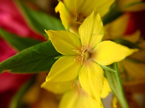 Background image of a yellow flower with green leaves in close-up.Macro photography.Texture or background.Selective focus.