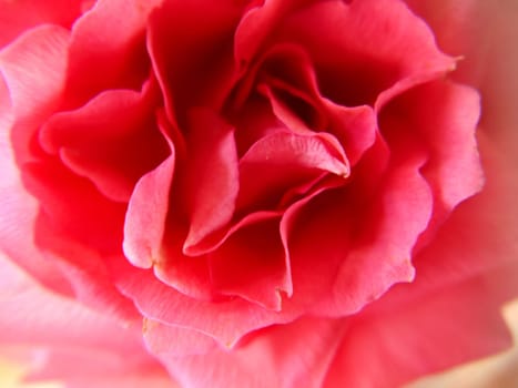 A blooming rosebud of pink color.Macro photography.Texture or background.Selective focus.