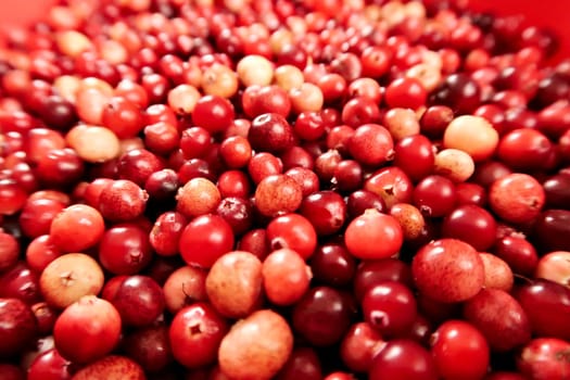 Red and yellow wild cranberrys, freshly harvested, 2022