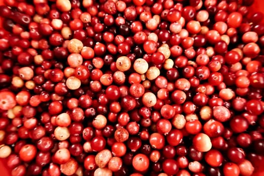 Many freshly harvested wild cranberries in different shades of red and yellow. 2022