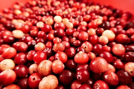 Wild freshly harvested cranberries in different shades of red and yellow, 2022