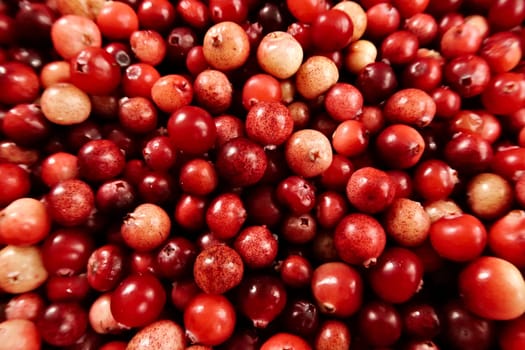 Freshly harvested wild cranberries in different shades of red and yellow, 2022