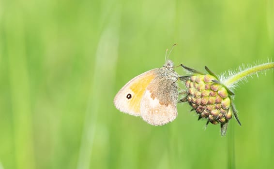 Little meadow bird butterfly sitting on a flower in a green alpine meadow, small heath insect in spring, Coenonympha pamphilus