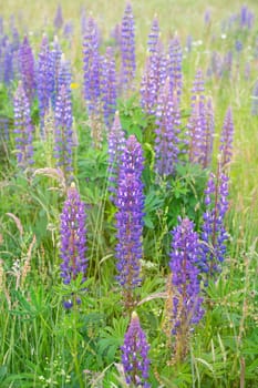 Wild lupins on a meadow in Germany, purple colored flowers in summer, lupine field blooming