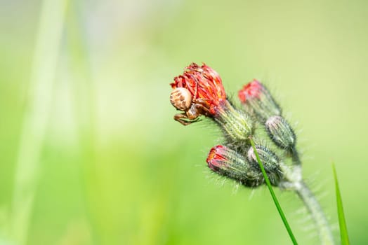 Swamp crab spider, xysticus ulmi, insect on a thistle flower on a green meadow, animal of damp habitants