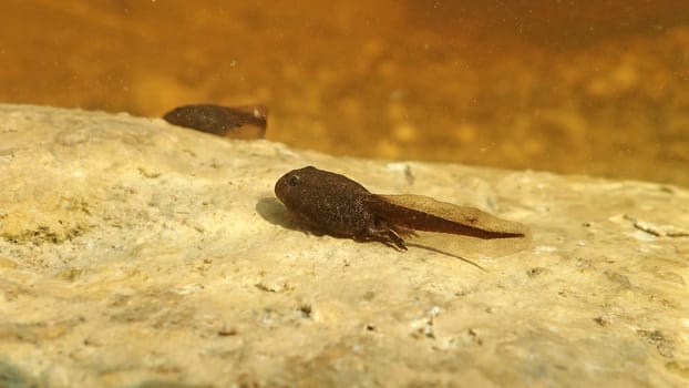 Underwater photo of a frog tadpole in a lake