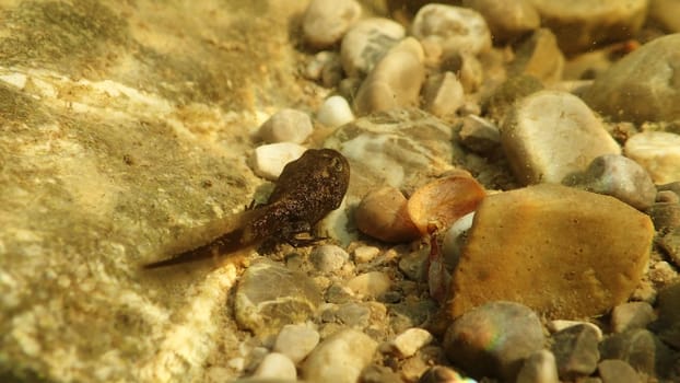 Underwater photo of a frog tadpole in a lake