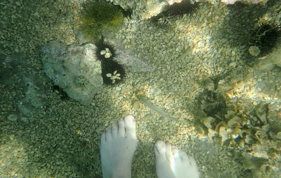 Underwater image of sea urchins on the seabed and a woman's feet