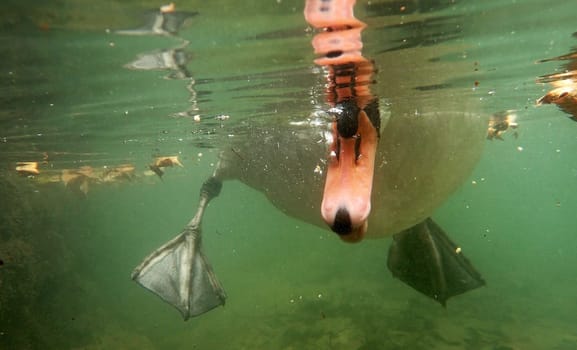 Funny underwater shot of a swan eating something with its beak