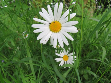 beautiful flowers of natural colors aromatic delicate detail