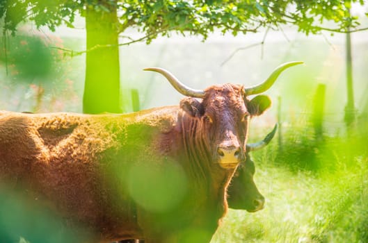 Red Salers cows observed through enlighted foliage, a real traditionnal photography of cattle