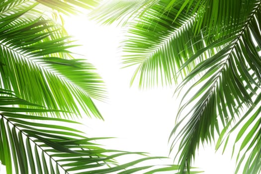 Tropical coconut palm fronds against a soft transparent white background, evoking images of paradise