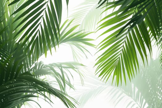 Tropical palm fronds with vibrant green hues on a transparent white backdrop, creating a serene and exotic ambiance