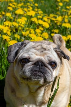 senior pug dog in the dandelion field