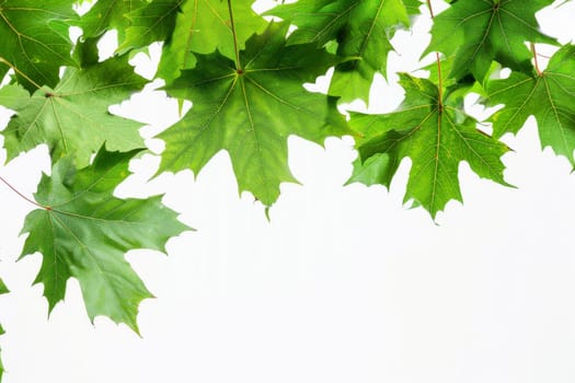 Vibrant green maple leaves against a soft transparent white background, perfect for autumn designs