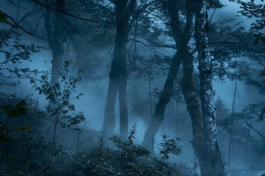 Wisps of fog in a misty forest