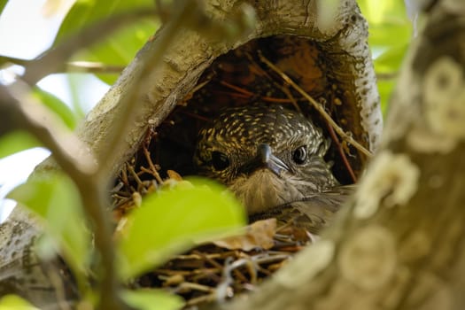 Close up of a bird building its nest in a tree, illustrating the importance of habitat conservation