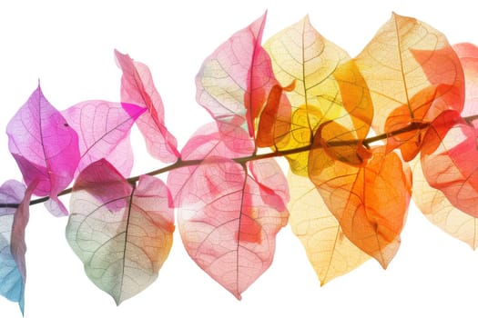 Colorful bougainvillea leaves with vibrant hues on a transparent white backdrop, adding a touch of tropical beauty