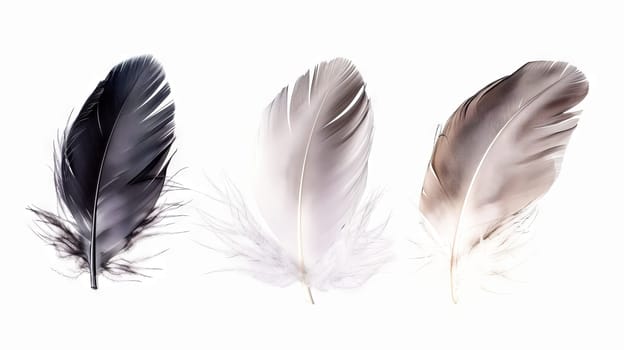 Elegant boho feathers creating a sense of harmony and balance against white