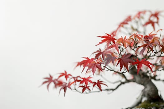 Detailed bonsai leaves against a transparent white canvas, adding texture to compositions