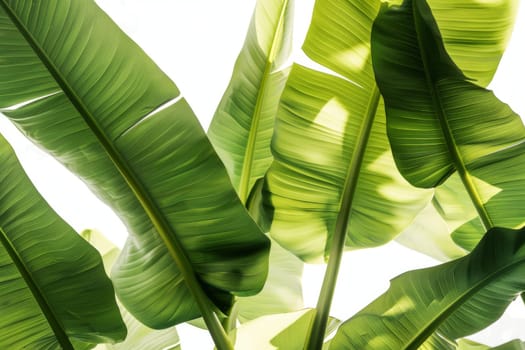 A bunch of green leaves on a white background. The leaves are large and spread out, creating a sense of depth and movement. The image conveys a feeling of freshness and vitality