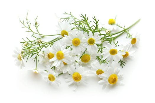A bunch of white daisies with yellow centers. The flowers are arranged in a way that they are not overlapping each other