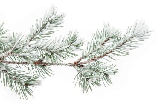 Frost-covered pine branches on a soft transparent white background, evoking a sense of winter tranquility