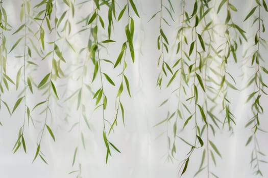 Graceful willow leaves hanging gently on a transparent white surface, symbolizing resilience and adaptability