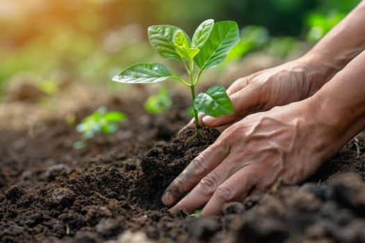 Hands planting a young tree sapling in fertile soil, symbolizing reforestation efforts