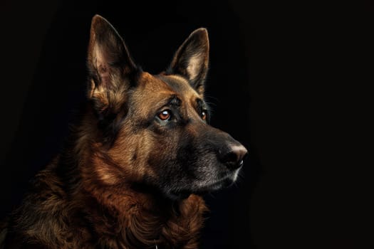 Loyal German Shepherd with noble stance and intelligent eyes, adding strength and loyalty to any composition