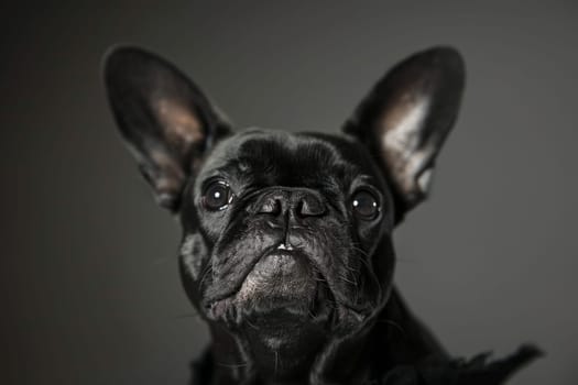 Playful French Bulldog with bat-like ears and expressive face, perfect for urban-themed designs