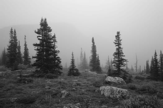 Rolling fog in a remote wilderness