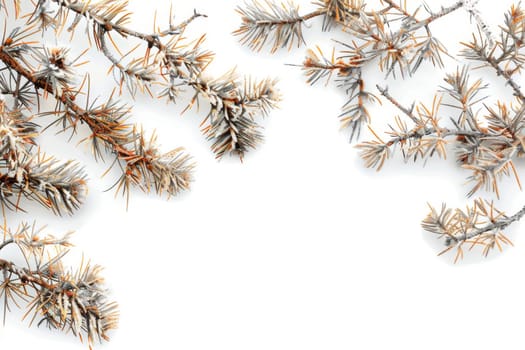 Rustic pine branches with woody textures on a transparent white background, evoking images of winter landscapes