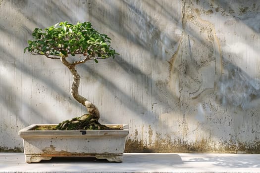 Traditional bonsai pot on a soft transparent white surface, perfect for gardening-inspired graphics