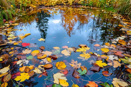 Tranquil pond surrounded by colorful autumn foliage and fallen leaves