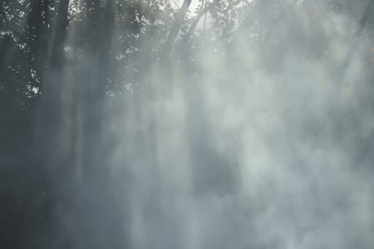 Wisps of fog in a misty forest