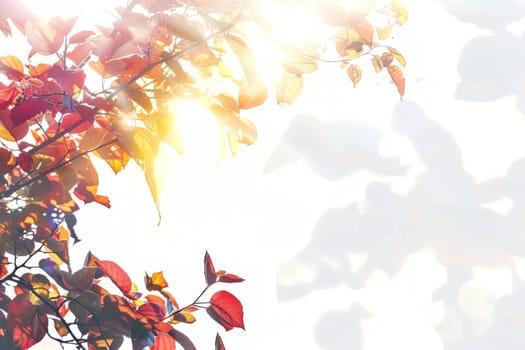 A tree with leaves in various shades of red and yellow. The sun is shining on the leaves, creating a warm and inviting atmosphere