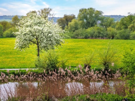 Spring scenic with a flowering tree seen in Bavaria