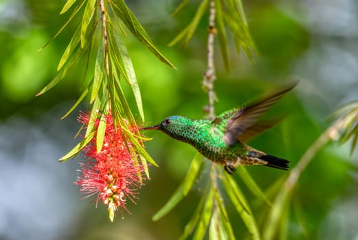 Indigo-capped hummingbird (Saucerottia cyanifrons) is a species of hummingbird in the emeralds, tribe Trochilini. Barichara, Santander department. Wildlife and birdwatching in Colombia