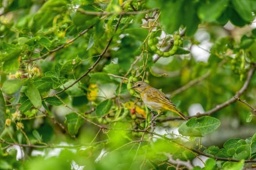 Bird Saffron finch (Sicalis flaveola), tanager that is common in open and semi-open areas in lowlands outside the Amazon Basin. Barichara, Santander department. Wildlife and birdwatching in Colombia