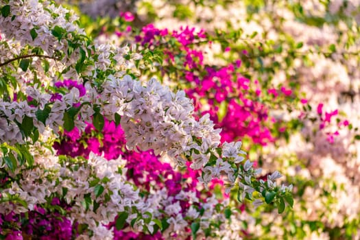 Bougainvillea buttiana, flowering plant, a garden hybrid of flower Bougainvillea glabra and Bougainvillea peruviana. Barichara Santander department, Colombia