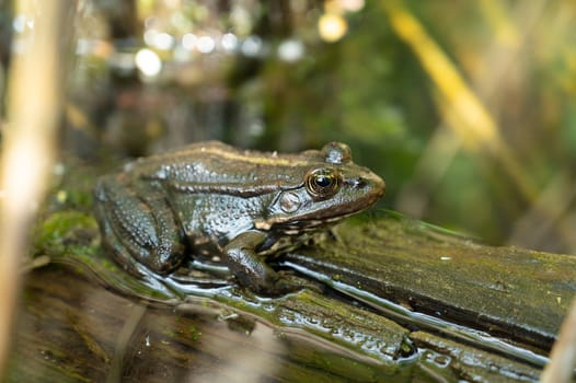 Aga toad, bufo marinus sitting on a tree log, amphibian inhabitant in wetland eco system, Haff Reimech