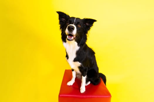 Close-up of Border Collie, 1.5 years old, looking at a camera against red and yellow background
